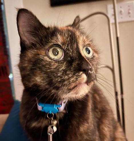 A tortoiseshell cat looks pensive. In the background an IKEA lamp tries its best to ruin the composition. The cat sports a spiffy blue collar, emphasizing her working class roots. A small bell can be seen hanging from the collar, but it is not tolling for thee (at least for now).