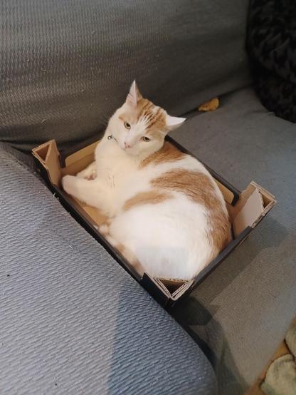 A big white and orange cat sitting in a box on the sofa.