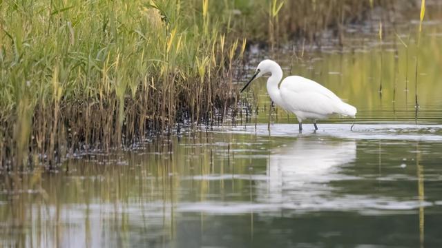 kleine zilverreiger, little egret