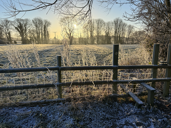 Fence and frozen grasses in sunlight. 