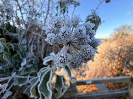Close up of frost on plant