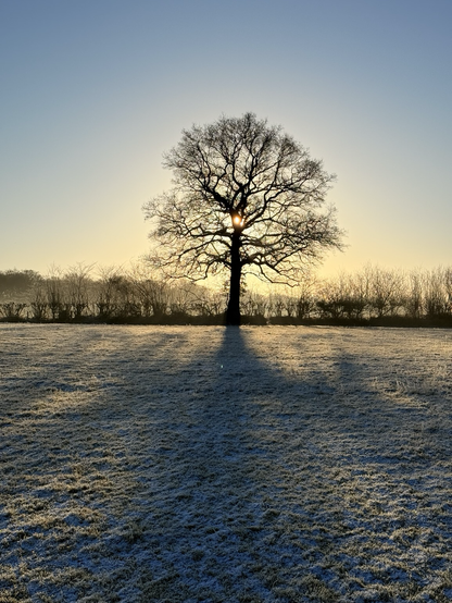 Tree with sunlight streaming from behind 