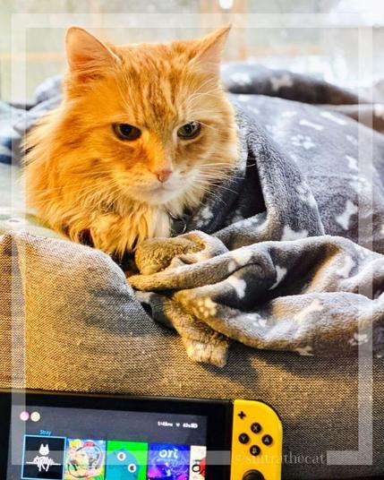 Sintra the Cat is wishing you a happy caturday 😻