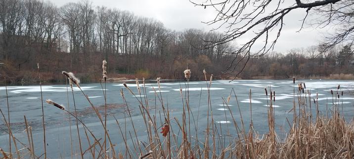 Blueish grey partially frozen lake with puffy cat tail stalks in foreground and dark tree branches