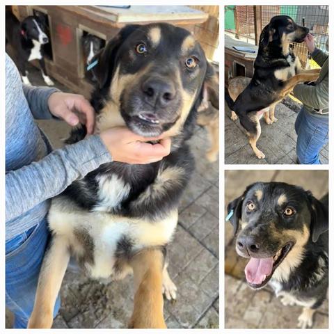 Unser ❣️ LEWIS ❣️ PART I 
So ein toller menschenliebender Hund muss sich mit 3 bis 4 Besuchen pro Jahr begnügen. 🥺
Schon als Welpe im Shelter gelandet. 
Rüde
geb. April/Mai 2021
Größe: ca. 55-60cm
🔍
https://prodogromania.de/alle-hunde/lewis/
📧
info@prodogromania.de