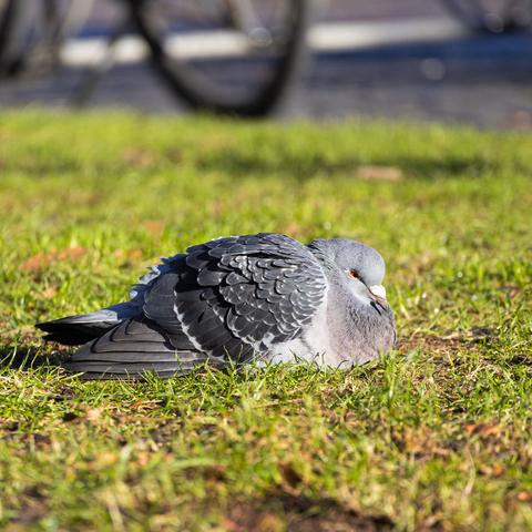 Dark gray and white bird laying on green grass.