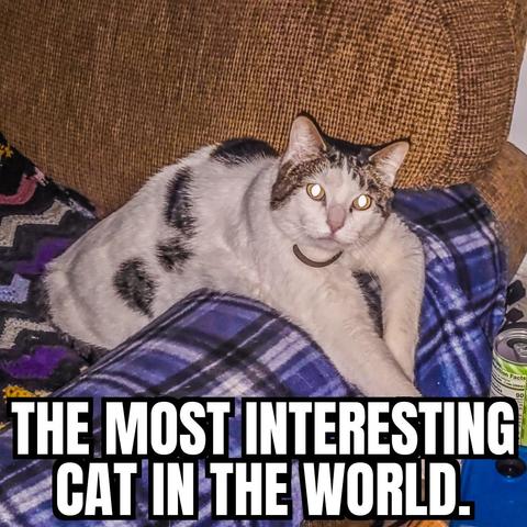 The Most Interesting Cat In The World.