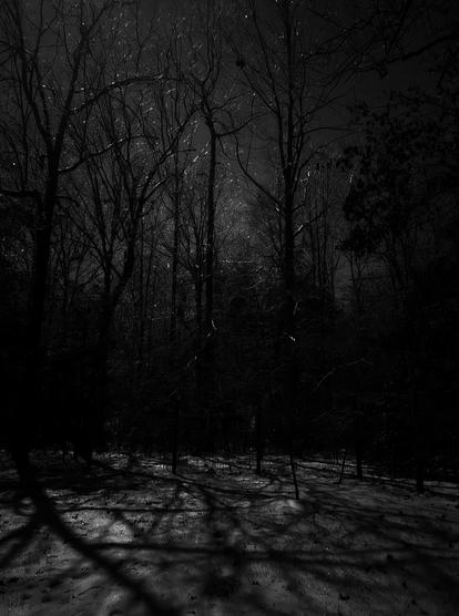 Near full moon (just off camera top left) shining through the tangled skeletons of bare winter deciduous trees, moolight glinting off the icey branches that project eerie shadows on the snowy white frozen ground - it's phantasmagoric. (I've been waiting my whole life to use that word.) I hear light, not-too-distant footsteps in the icey crust, a pause, a scuffle, then the unmistakable sound of coyote squeals and yowls.