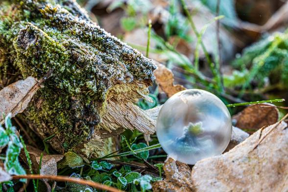 Eine kleine gefrorene Seifenblase am Waldboden, links ein gefrorenes Holzstück bedeckt mit Moos und Eiskristallen.