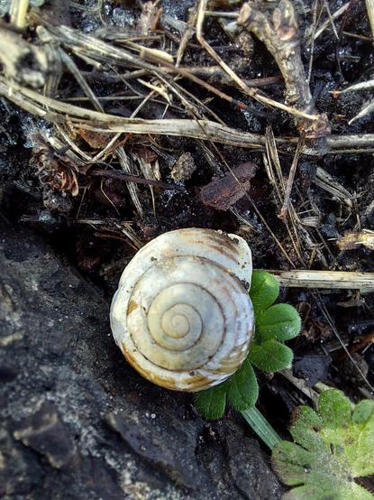 A small snail shell lying on a green leaf, among sticks and dirt.