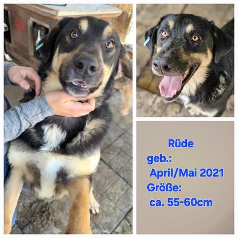 ❣️ LEWIS ❣️ PART II 
Immer gut gelaunt und verschmust, erobert er alle Herzen im Sturm.
🔍
https://prodogromania.de/alle-hunde/lewis/
📧
info@prodogromania.de
Rüde
geb. April/Mai 2021
Größe: ca. 55-60cm