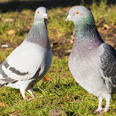 Two birds standing and staring at the camera.