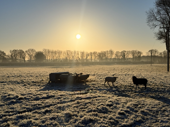 Sheep against a low sun