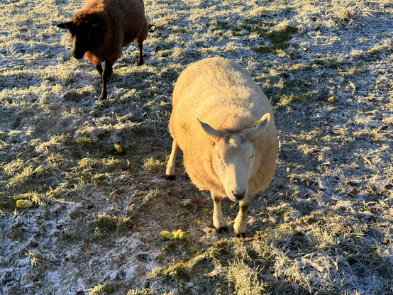 Tame sheep coming looking for food. 