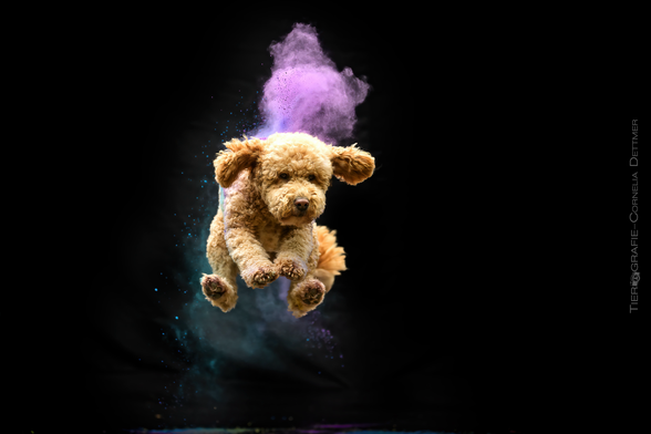 Ein Hund (Doodle) im Sprung aufgenommen, mit Bunten Lila Holipulver auf dem Rücken. Die Hinterbeine sind so nach vorne angezogen dabei das es lustig aussieht