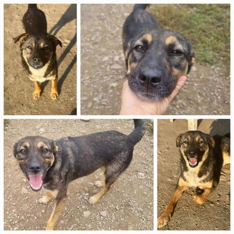 ❣️CLIO❣️ - netter geht’s nicht ♥️
Netter und fröhlicher konnten wir im Shelter nicht empfangen werden! 
Die sehr zutrauliche, lebhafte und anhängliche Hündin CLIO war bei diesem Besuch neu im Sanctuary of Hope. Sie war vorher mit ihren 5 Welpen im großen Shelter Bucov und hatte dort leider alle ihre Welpen verloren. 
Hier darf sie nun frei im Yard mit den anderen Hunden leben. Da sie den Menschen klasse findet, wäre ein Platz als Einzelprinzessin toll.  CLIO hatte zudem einen Autounfall und humpelt ab und zu. Das beeinträchtigt die Agilität und Lebensfreude der kleinen Hündin aber gar nicht. 
Nach einem Autounfall und dem Verlust ihrer fünf Welpen, soll das Leben für unsere süße, lebensfrohe CLIO endlich einfach nur noch schön, fröhlich und behütet sein. Wir wünschen uns für CLIO ganz tolle Menschen, die ihr Liebe und viele Abenteuer schenken können. 
Hündin
geb. ca. 2021
Größe: ca. 40-45cm
 🔎
https://prodogromania.de/alle-hunde/clio-2/
 📧 
 info@prodogromania.de