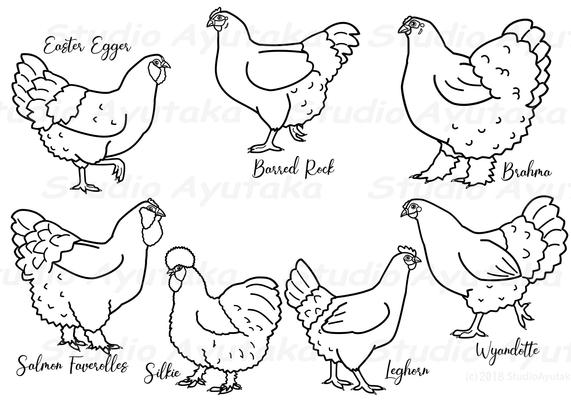 a set of chickens line drawings, standing sideways.