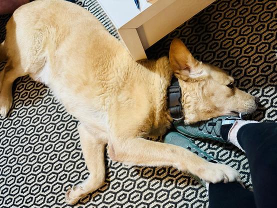 A yellow Labrador is peacefully resting on a patterned rug, with its head resting on a my feet and a paw on my shin. His back is to the coffee table, and neck at an angle so to fill all available space. I’m wearing black pants and green meshed sneakers.