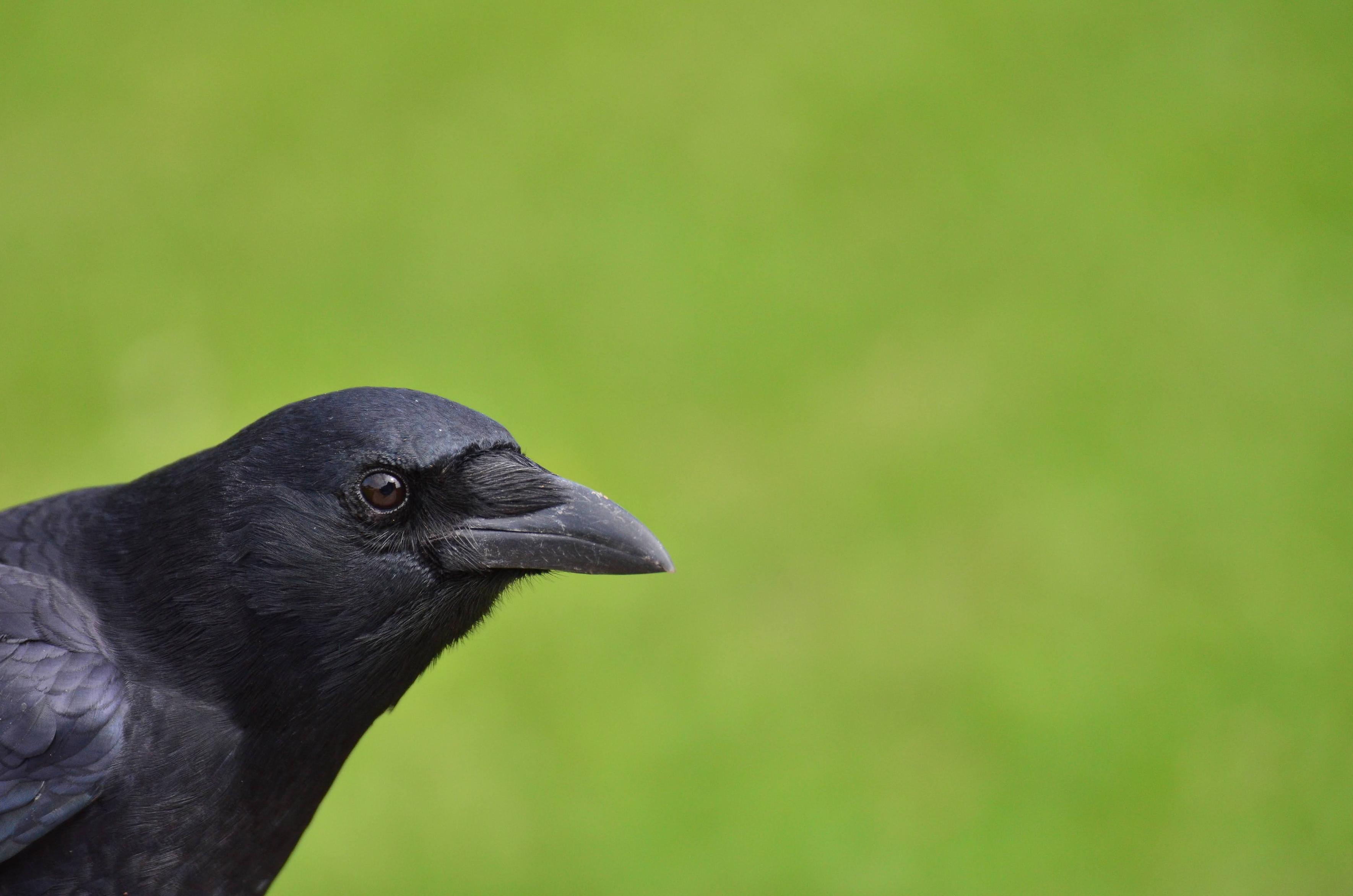 A%20crow's%20head%20peeking%20out%20from%20the%20left%20corner%20of%20the%20frame%20against%20a%20blurry%20green%20grass%20background.