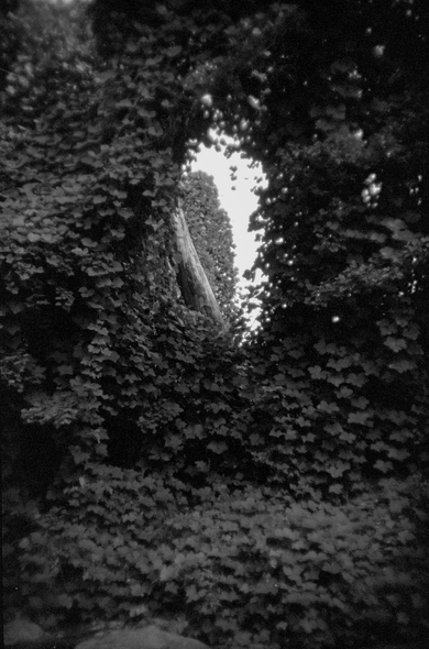 A black and white photograph of a thick mat of vines covering something unknown. Through a hole in the vine cover one can see more vines smothering something