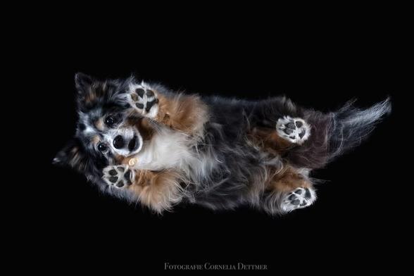 Mini Aussie, blue merle von unten duch eine Glasplatte fotografiert