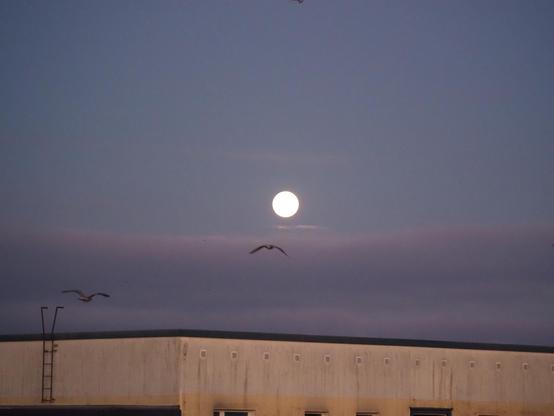 Der Vollmond steht über den Häusern, der Himmel ist morgengrau, Möwen fliegen durchs Bild.