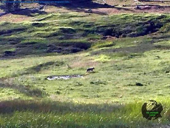 Rare #yellowstone #Wolf spotted between Terrace Spring & Purple Mountain. More in Episode 2 of epic transcontinental USA - Canada #roadTrip : https://thevagabondcouple.blogspot.com/2018/07/south-dakota-wyoming-montana.html

#Wolfpack #VagabondCouple #travelblogger #traveltheworld #travel #travelphotography 