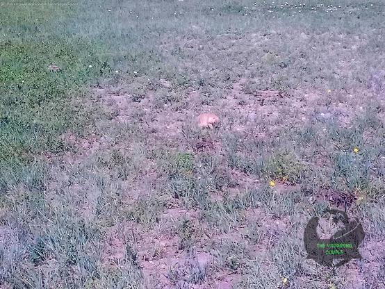A Prairie Dog at #badlandsnationalpark. The #prairiedogs at Badlands are the Black Tailed type (Cynomys ludovicianus), from episode 2 of our story about an epic transcontinental USA - Canada #roadtrip at https://thevagabondcouple.blogspot.com/2018/07/south-dakota-wyoming-montana.html

Badlands National Park is home to a diverse array of #wildlife, including iconic species like #bison and #pronghorn #antelope. Other mammals commonly seen include mule deer, white-tailed deer, #elk, #BighornSheep, #coyote and #blackfootedferret. The park also supports a rich birdlife, with species like #goldeneagles, #Hawks, #owl and various songbirds. Prairie dogs are a significant presence, shaping the landscape with their burrows and providing food for predators.

#badlands #roadtrip #VagabondCouple #travel #travelblogger #traveltheworld #travelphotography #traveler #traveling