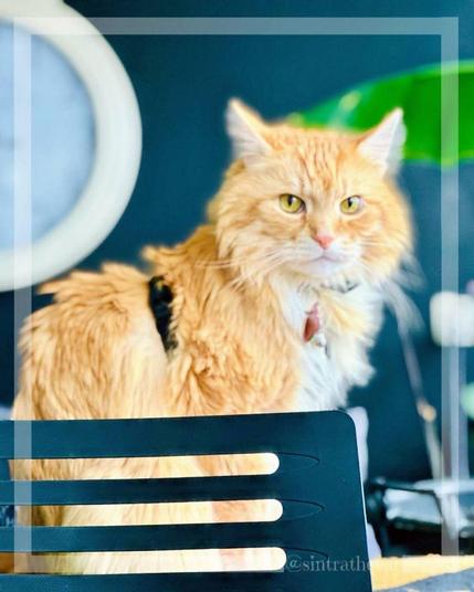 Sintra the Cat was late to get to the home office 😽🙀😽