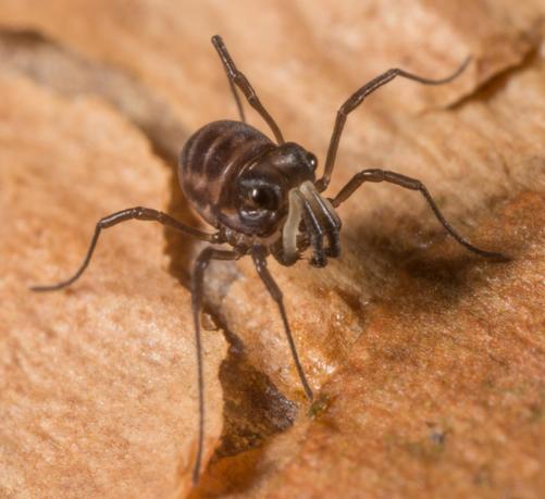Opilión, similar a una araña, con cara de pocos amigos.