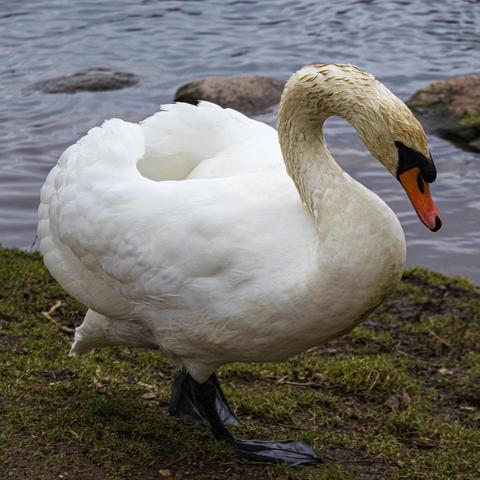 Swan walking.
