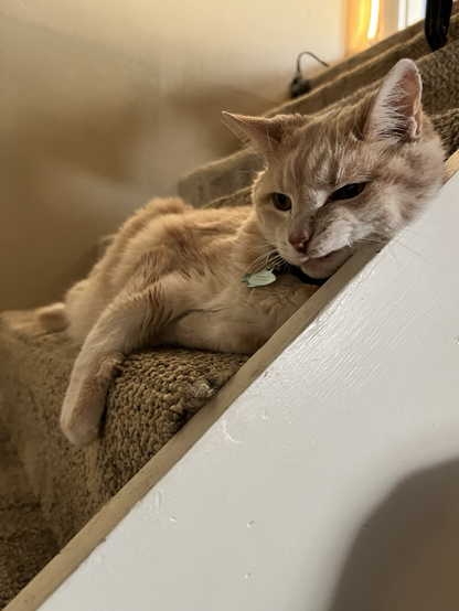 Barney the cat, a Manx cat, sitting in a rather dark stairwell. He looks likes he is snarling but that’s kinda how he looks on account of him losing a bunch of teeth a while back.   Anyway last Thursday we noticed he was sleeping a lot more than usual, was very sluggish and not his usual “oh you’re a standing human wonderful come feed me immediately!” So we went to the vet on Saturday. We ruled out a UTI & there wasn’t any visible blockage nor a lot of doodoo in my man’s chute (yet vet animal health warning and stuff sorry sorry!). Vet loaded him with steroids & fluids. He’s improved a lot but isn’t 100% ya know? But this morning when I picked him up he was kind of aware but limp whereas this afternoon when he’d eaten & drank a good bit of water I picked him up then and there was that normal body tension of his.   Being semi feral he’s not totally used to being held but my kiddo cured him of that! God I love her so much. So great with animals. Anyway… he’s doing better but my vet wants him to get some ultrasounds done because of stuff he’s seeing there which indicates the Big C.   Yeah so I realized I am very attached to this guys life & him being around for a long while. This really scared the crap out of me. Seeing him drink water again reduced me to tears. Yeah I’m. a proud mamas boy, way over sensitive, loves cats & dogs but grew up with cats. God love em.   Barney is also my dad’s cat & that’s a whole bother level Xo   CRT 