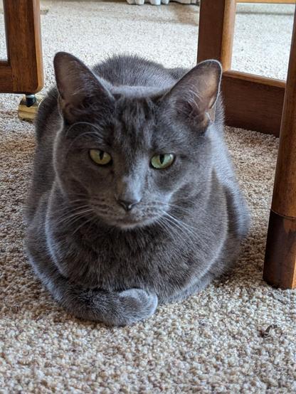 A gray cat sitting in a regal/loaf pose, with one arm hidden underneath.