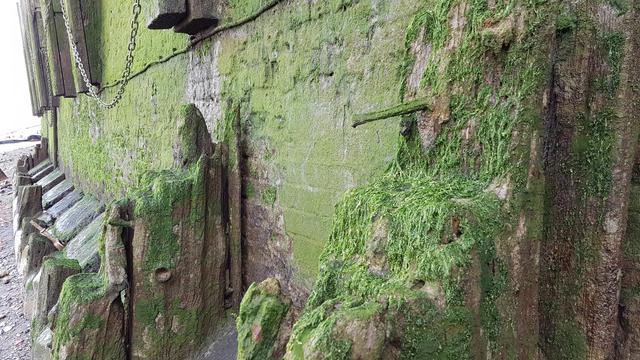 Bildbeschreibung von KI:
Das Foto zeigt eine mit grünem Moos und Algen überwucherte Wand, die aus Holz und Stein besteht. Die Oberfläche ist rau und wirkt durch die starke Bewachsung sehr natürlich. Teile der Struktur, wie hervorstehende Balken und alte Metallketten, deuten auf eine historische oder maritime Umgebung hin. Die Perspektive führt den Blick entlang der Wand, die an den Horsleydown Steps an der Themse in London liegt. Der nasse, moosige Zustand der Oberfläche deutet darauf hin, dass die Aufnahme bei Ebbe entstanden ist, als der Fluss zurückgezogen war und Teile der Struktur freigelegt wurden. 