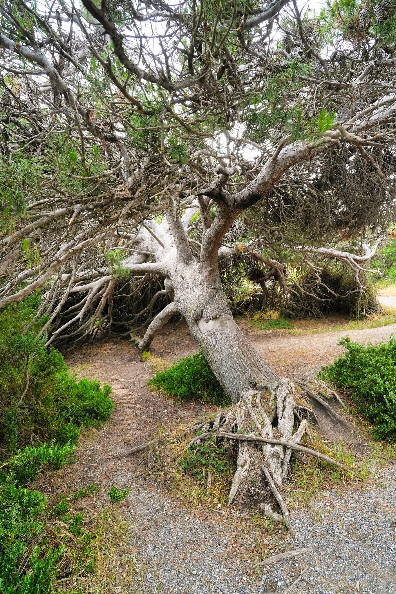 Windswept tree on granite island, South Australia