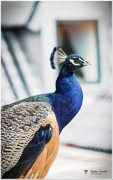 Das Foto zeigt einen prächtigen, seitlich abgebildeten Pfau mit glänzendem blauem Hals und Kopf, verziert mit einer fächerartigen Federkrone. Sein Gefieder weist detaillierte Muster in Braun, Schwarz und Blau auf. Der Hintergrund ist verschwommen, urban wirkend.