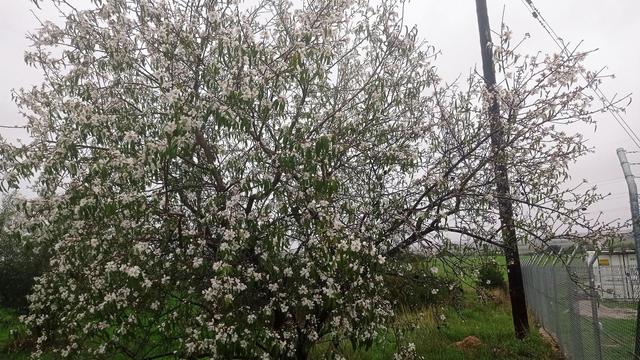 Η άνοδος της Περσεφόνης ξεκίνησε ...
#agiosthomas #dimostanagras #liatani #almondtree #viotia #tanagra https://agiosthomas.50webs.com
