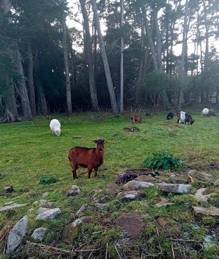 Une photo où l'on peut voir quelques chèvres