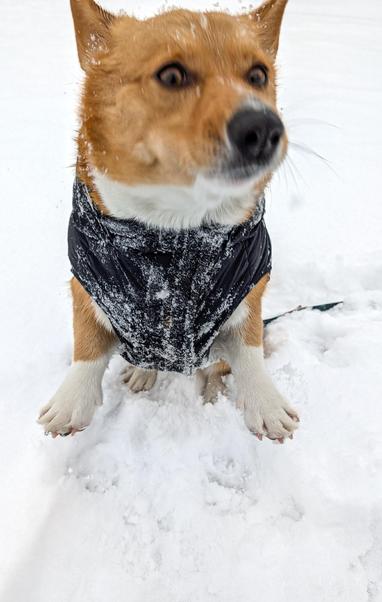 Moxxi is caught mid jump to catch a treat outside in the snow. Her face is blurry, her eyes wide open, her mouth pouty. Her front legs are stretched open, as well as her toes. She's wearing a black puffer vest.