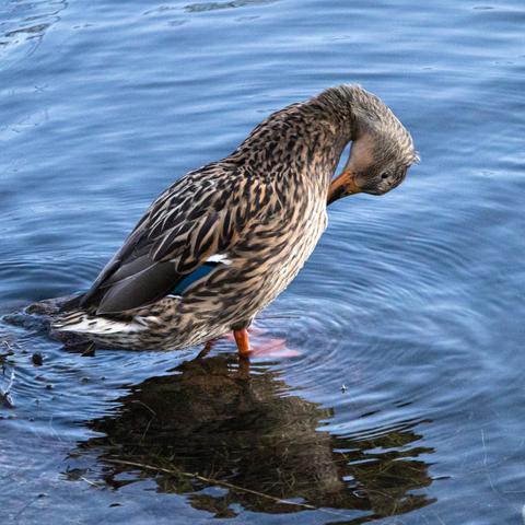 Mallard standing on a stone in a lake.