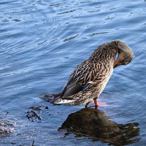 Mallard standing on a stone in a lake.