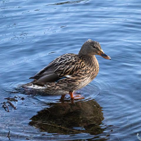 Mallard standing on a stone in a lake.