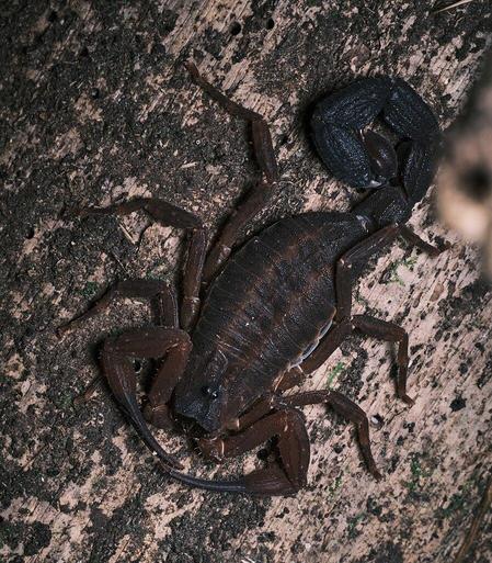 Escorpión de color marrón oscuro. Tiene pinzas largas y finas.
