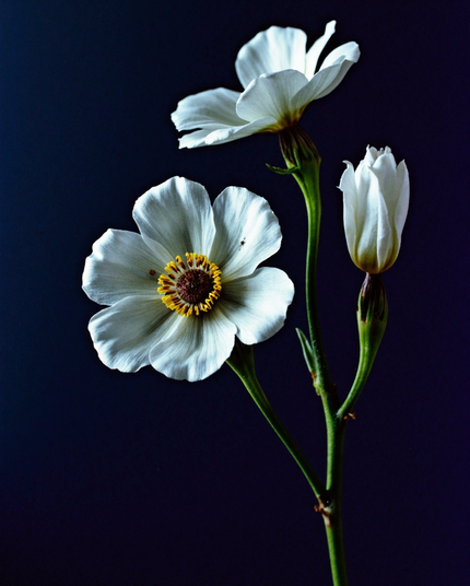 A close-up image of three white flowers with yellow centers on slender green stems, set against a dark, minimalist background. The petals appear soft and delicate, showcasing nature’s refined beauty.