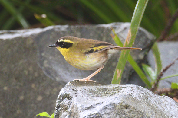 Small brown bird with pale belly, black masked face and yellow throat and eyebrow in profile facing to the left of shot. It is standing on a shiny wet rock. Background is more wet rock, and long thin green leaves