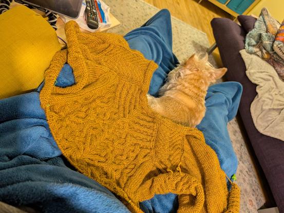 Same knitting project using mustard yellow yarn and featuring a lot of cables in its design, viewed from the top in another angle. It's setup on a dark teal blanket on my lap and my dog, a light coat chihuahua and yorkshire mix is close by, sleeping against my right leg.