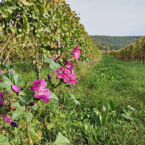 🌟🔥 Burnout cure starts with living in the moment — not rushing through life on autopilot. Your brain craves beauty and rest. When you relax, truly relax: immerse yourself in 🌿nature, find small moments of joy, savor the beauty around you.  Build your stress resilience one mindful moment at a time. 🧘‍♂️