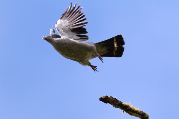 Large grey pigeon seen from below leaps from mossy dead tree branch visible in lower right of shot with wings vertically above and dark tail with white stripe exending to the right. Background is a pale blue sky