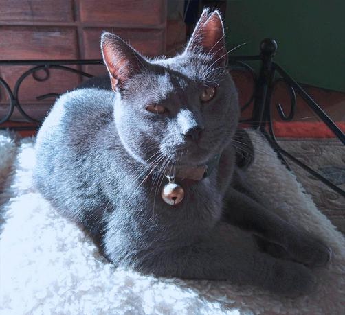 A cat with blue grey fur and yellow eyes, sitting on a fluffy white cushion. He is facing the camera, eyes half closed and happy expression. His front paws lie pointing to the right. Sunlight from behind is shining through his pink ears.