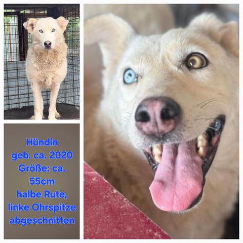 ❣️ AMBERBLUE ❣️ PART II 
Mit Amberblue gibt's immer gute Laune. Adoptant*innen sollten sehr unternehmungslustig sein, denn die tolle Hündin hat viel nachzuholen. 🍀🍀🍀
🔎
https://prodogromania.de/alle-hunde/amberblue/
🎬
https://youtu.be/usvKhyn1J6w?si=-r9x8CaMkurtK4Sw
📧
info@prodogromania.de 
Hündin
geb. ca. 2020
Größe: ca. 55cm
halbe Rute, linke Ohrspitze wurde abgeschnitten